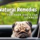 Best Dog Car Sickness Natural Remedies UK | My Caring Dog – Tips, Stories, and Care Guides for Loving Pet Owners