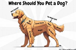 The Best Spots to Pet a Dog & Build a Bond My Caring Dog – Tips, Stories, and Care Guides for Loving Pet Owners The Best Spots to Pet a Dog & Build a Bond | My Caring Dog – Tips, Stories, and Care Guides for Loving Pet Owners