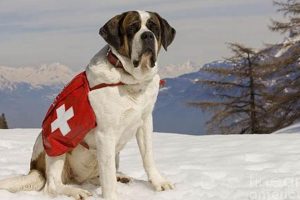 Saint Dog Rescue: Adopt a Furry Saint My Caring Dog – Tips, Stories, and Care Guides for Loving Pet Owners Saint Dog Rescue: Adopt a Furry Saint | My Caring Dog – Tips, Stories, and Care Guides for Loving Pet Owners