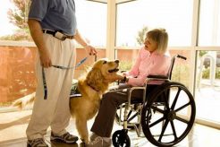 Best Training for Therapy Dogs: A Guide My Caring Dog – Tips, Stories, and Care Guides for Loving Pet Owners Best Training for Therapy Dogs: A Guide | My Caring Dog – Tips, Stories, and Care Guides for Loving Pet Owners