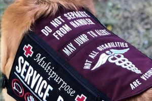 Service Dog.com My Caring Dog – Tips, Stories, and Care Guides for Loving Pet Owners Service Dog.com | My Caring Dog – Tips, Stories, and Care Guides for Loving Pet Owners