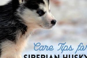 Husky Dog How To Take Care My Caring Dog – Tips, Stories, and Care Guides for Loving Pet Owners Husky Dog How To Take Care | My Caring Dog – Tips, Stories, and Care Guides for Loving Pet Owners