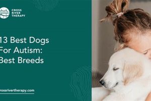 Finding Autism Therapy Dogs: A Guide My Caring Dog – Tips, Stories, and Care Guides for Loving Pet Owners Finding Autism Therapy Dogs: A Guide | My Caring Dog – Tips, Stories, and Care Guides for Loving Pet Owners