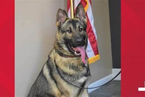 K9 Officer Dies in Hot Car: Tragedy Strikes My Caring Dog – Tips, Stories, and Care Guides for Loving Pet Owners K9 Officer Dies in Hot Car: Tragedy Strikes | My Caring Dog – Tips, Stories, and Care Guides for Loving Pet Owners