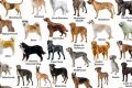 Dogs For Us My Caring Dog – Tips, Stories, and Care Guides for Loving Pet Owners Dogs For Us | My Caring Dog – Tips, Stories, and Care Guides for Loving Pet Owners
