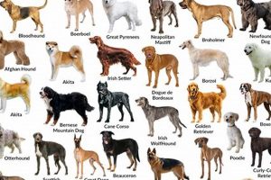 Dogs For Us My Caring Dog – Tips, Stories, and Care Guides for Loving Pet Owners Dogs For Us | My Caring Dog – Tips, Stories, and Care Guides for Loving Pet Owners