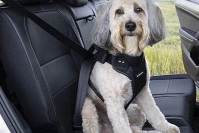 Best Dog Car Harness for Front Seat Safety My Caring Dog – Tips, Stories, and Care Guides for Loving Pet Owners Best Dog Car Harness for Front Seat Safety | My Caring Dog – Tips, Stories, and Care Guides for Loving Pet Owners