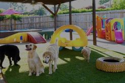 Best Dog Day Care Near You: Local Options My Caring Dog – Tips, Stories, and Care Guides for Loving Pet Owners Best Dog Day Care Near You: Local Options | My Caring Dog – Tips, Stories, and Care Guides for Loving Pet Owners