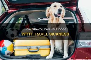 Can Dogs Take Gravol for Car Sickness? Vet Advice My Caring Dog – Tips, Stories, and Care Guides for Loving Pet Owners Can Dogs Take Gravol for Car Sickness? Vet Advice | My Caring Dog – Tips, Stories, and Care Guides for Loving Pet Owners