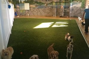 Best Dog Day Care in La Mesa, CA | Top Kennels My Caring Dog – Tips, Stories, and Care Guides for Loving Pet Owners Best Dog Day Care in La Mesa, CA | Top Kennels | My Caring Dog – Tips, Stories, and Care Guides for Loving Pet Owners