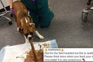 Why Does My Dog Throw Up In the Car? My Caring Dog – Tips, Stories, and Care Guides for Loving Pet Owners Why Does My Dog Throw Up In the Car? | My Caring Dog – Tips, Stories, and Care Guides for Loving Pet Owners