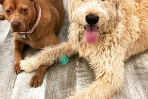 Best Overnight Dog Care in Philadelphia PA My Caring Dog – Tips, Stories, and Care Guides for Loving Pet Owners Best Overnight Dog Care in Philadelphia PA | My Caring Dog – Tips, Stories, and Care Guides for Loving Pet Owners