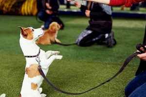 Complete Canine Training Guide My Caring Dog – Tips, Stories, and Care Guides for Loving Pet Owners Complete Canine Training Guide | My Caring Dog – Tips, Stories, and Care Guides for Loving Pet Owners