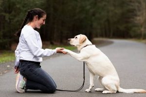 The Ultimate Guide to Owner Training Service Dogs My Caring Dog – Tips, Stories, and Care Guides for Loving Pet Owners The Ultimate Guide to Owner Training Service Dogs | My Caring Dog – Tips, Stories, and Care Guides for Loving Pet Owners