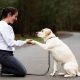 The Ultimate Guide to Owner Training Service Dogs | My Caring Dog – Tips, Stories, and Care Guides for Loving Pet Owners