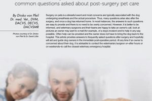 Expert Dog After-Surgery Care Tips & Guide My Caring Dog – Tips, Stories, and Care Guides for Loving Pet Owners Expert Dog After-Surgery Care Tips & Guide | My Caring Dog – Tips, Stories, and Care Guides for Loving Pet Owners