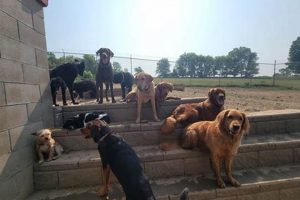 Best Dog Day Care in West Mobile, AL My Caring Dog – Tips, Stories, and Care Guides for Loving Pet Owners Best Dog Day Care in West Mobile, AL | My Caring Dog – Tips, Stories, and Care Guides for Loving Pet Owners