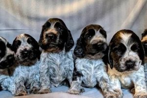 Find Adorable Puppies for Sale in North East UK Today! My Caring Dog – Tips, Stories, and Care Guides for Loving Pet Owners Find Adorable Puppies for Sale in North East UK Today! | My Caring Dog – Tips, Stories, and Care Guides for Loving Pet Owners