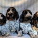 Find Adorable Puppies for Sale in North East UK Today! | My Caring Dog – Tips, Stories, and Care Guides for Loving Pet Owners