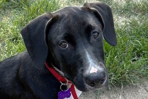 Chicago Dog Adoption: Find Your Furry Friend My Caring Dog – Tips, Stories, and Care Guides for Loving Pet Owners Chicago Dog Adoption: Find Your Furry Friend | My Caring Dog – Tips, Stories, and Care Guides for Loving Pet Owners