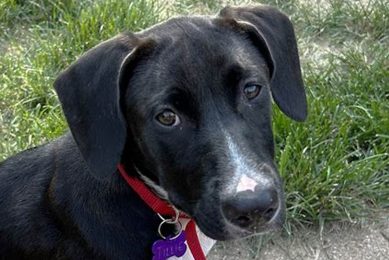 Chicago Dog Adoption: Find Your Furry Friend My Caring Dog – Tips, Stories, and Care Guides for Loving Pet Owners Chicago Dog Adoption: Find Your Furry Friend | My Caring Dog – Tips, Stories, and Care Guides for Loving Pet Owners