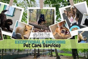 Top 5 Dog Care Tips by Lee NH | Expert Advice My Caring Dog – Tips, Stories, and Care Guides for Loving Pet Owners Top 5 Dog Care Tips by Lee NH | Expert Advice | My Caring Dog – Tips, Stories, and Care Guides for Loving Pet Owners