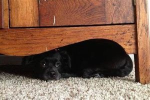 Dog Car Sick Solutions: Reddit Tips & Tricks My Caring Dog – Tips, Stories, and Care Guides for Loving Pet Owners Dog Car Sick Solutions: Reddit Tips & Tricks | My Caring Dog – Tips, Stories, and Care Guides for Loving Pet Owners