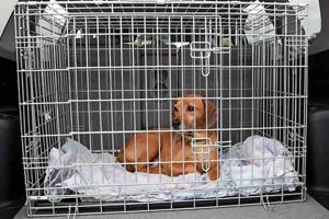 Safe Dog Crate for Car Travel: Tips & Advice My Caring Dog – Tips, Stories, and Care Guides for Loving Pet Owners Safe Dog Crate for Car Travel: Tips & Advice | My Caring Dog – Tips, Stories, and Care Guides for Loving Pet Owners