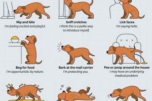 Dog Or Not My Caring Dog – Tips, Stories, and Care Guides for Loving Pet Owners Dog Or Not | My Caring Dog – Tips, Stories, and Care Guides for Loving Pet Owners