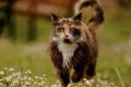 Best Chicagoland Animal Rescue & Adoption My Caring Dog – Tips, Stories, and Care Guides for Loving Pet Owners Best Chicagoland Animal Rescue & Adoption | My Caring Dog – Tips, Stories, and Care Guides for Loving Pet Owners