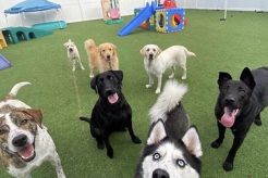 Top Dog Day Care Near Me (Within 5 Mi) My Caring Dog – Tips, Stories, and Care Guides for Loving Pet Owners Top Dog Day Care Near Me (Within 5 Mi) | My Caring Dog – Tips, Stories, and Care Guides for Loving Pet Owners