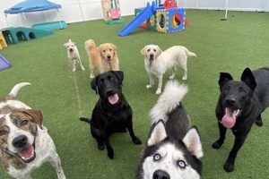 Top Dog Day Care Near Me (Within 5 Mi) My Caring Dog – Tips, Stories, and Care Guides for Loving Pet Owners Top Dog Day Care Near Me (Within 5 Mi) | My Caring Dog – Tips, Stories, and Care Guides for Loving Pet Owners