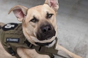 Become a Service Dog Foster Hero Today! My Caring Dog – Tips, Stories, and Care Guides for Loving Pet Owners Become a Service Dog Foster Hero Today! | My Caring Dog – Tips, Stories, and Care Guides for Loving Pet Owners