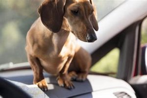 Dog In Car Laws My Caring Dog – Tips, Stories, and Care Guides for Loving Pet Owners Dog In Car Laws | My Caring Dog – Tips, Stories, and Care Guides for Loving Pet Owners
