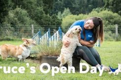 Best Dog Day Care in Surrey UK: Top Choices My Caring Dog – Tips, Stories, and Care Guides for Loving Pet Owners Best Dog Day Care in Surrey UK: Top Choices | My Caring Dog – Tips, Stories, and Care Guides for Loving Pet Owners