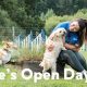 Best Dog Day Care in Surrey UK: Top Choices | My Caring Dog – Tips, Stories, and Care Guides for Loving Pet Owners
