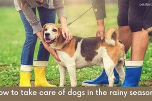 Ultimate Dog Care Guide: Rainy Season Tips My Caring Dog – Tips, Stories, and Care Guides for Loving Pet Owners Ultimate Dog Care Guide: Rainy Season Tips | My Caring Dog – Tips, Stories, and Care Guides for Loving Pet Owners