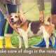 Ultimate Dog Care Guide: Rainy Season Tips | My Caring Dog – Tips, Stories, and Care Guides for Loving Pet Owners