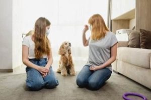 How To Train Dog In Car My Caring Dog – Tips, Stories, and Care Guides for Loving Pet Owners How To Train Dog In Car | My Caring Dog – Tips, Stories, and Care Guides for Loving Pet Owners