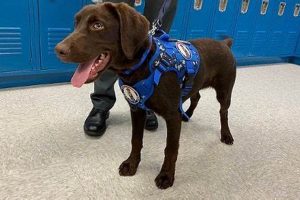 Best Comfort Dog Organizations & Charities My Caring Dog – Tips, Stories, and Care Guides for Loving Pet Owners Best Comfort Dog Organizations & Charities | My Caring Dog – Tips, Stories, and Care Guides for Loving Pet Owners