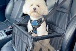 Car Supplies For Dogs My Caring Dog – Tips, Stories, and Care Guides for Loving Pet Owners Car Supplies For Dogs | My Caring Dog – Tips, Stories, and Care Guides for Loving Pet Owners