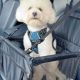 Car Supplies For Dogs | My Caring Dog – Tips, Stories, and Care Guides for Loving Pet Owners