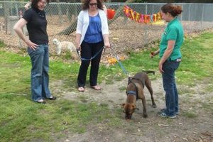 Top Dog Day Care in Woodbridge, VA My Caring Dog – Tips, Stories, and Care Guides for Loving Pet Owners Top Dog Day Care in Woodbridge, VA | My Caring Dog – Tips, Stories, and Care Guides for Loving Pet Owners