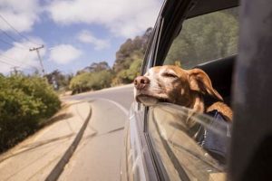 Conquering Canine Car Sickness: A Guide My Caring Dog – Tips, Stories, and Care Guides for Loving Pet Owners Conquering Canine Car Sickness: A Guide | My Caring Dog – Tips, Stories, and Care Guides for Loving Pet Owners