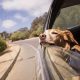 Conquering Canine Car Sickness: A Guide | My Caring Dog – Tips, Stories, and Care Guides for Loving Pet Owners