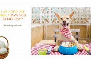 Dog Egg Care: Why It Happens & What To Do My Caring Dog – Tips, Stories, and Care Guides for Loving Pet Owners Dog Egg Care: Why It Happens & What To Do | My Caring Dog – Tips, Stories, and Care Guides for Loving Pet Owners