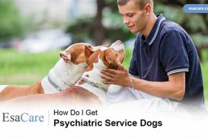Find & Train Psychiatric Service Dogs: A Guide My Caring Dog – Tips, Stories, and Care Guides for Loving Pet Owners Find & Train Psychiatric Service Dogs: A Guide | My Caring Dog – Tips, Stories, and Care Guides for Loving Pet Owners
