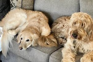 Give Senior Dogs Love: Foster Care Guide My Caring Dog – Tips, Stories, and Care Guides for Loving Pet Owners Give Senior Dogs Love: Foster Care Guide | My Caring Dog – Tips, Stories, and Care Guides for Loving Pet Owners