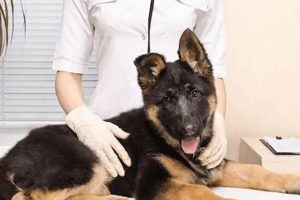Best Car Accessories for Dogs My Caring Dog – Tips, Stories, and Care Guides for Loving Pet Owners Best Car Accessories for Dogs | My Caring Dog – Tips, Stories, and Care Guides for Loving Pet Owners