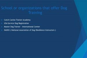 Top Dog Training Organizations & Centers My Caring Dog – Tips, Stories, and Care Guides for Loving Pet Owners Top Dog Training Organizations & Centers | My Caring Dog – Tips, Stories, and Care Guides for Loving Pet Owners